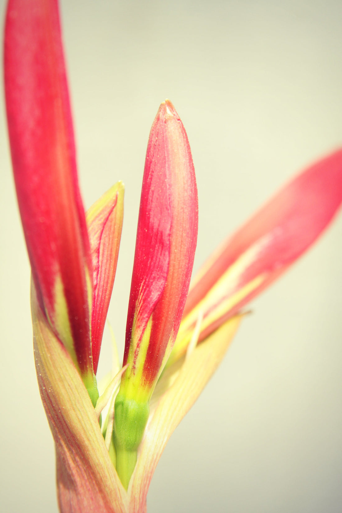 Amaryllis and The Belladonna Lily
